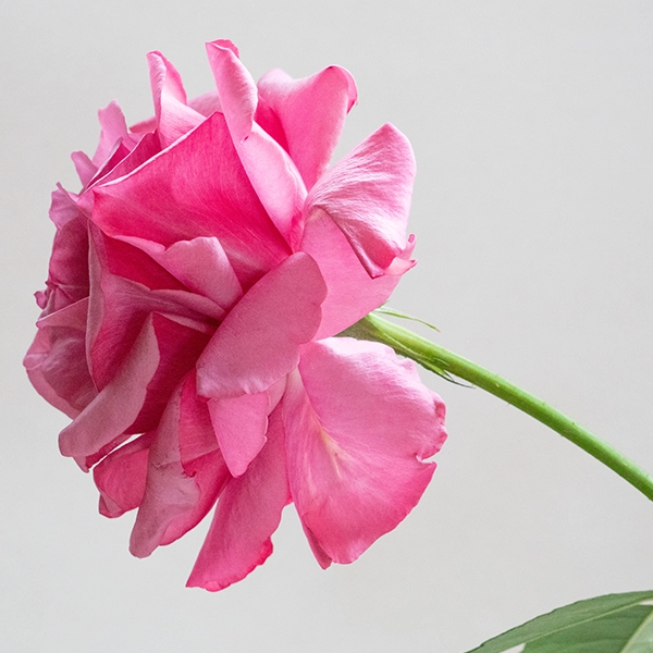 品種名COMING SOON